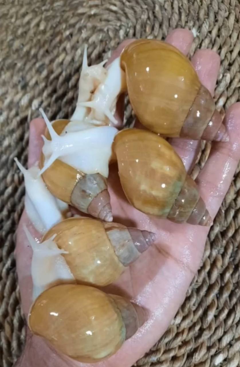 حلزون آلبینو (آچاتینا)