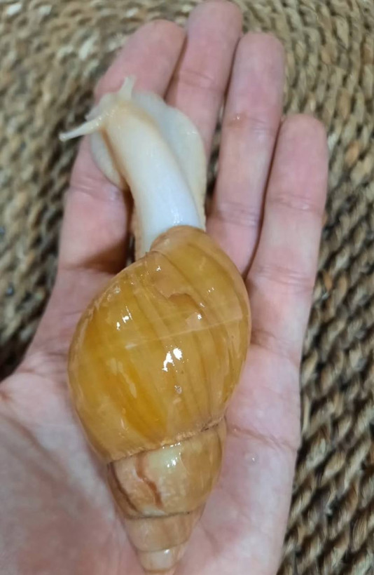 حلزون آلبینو (آچاتینا)