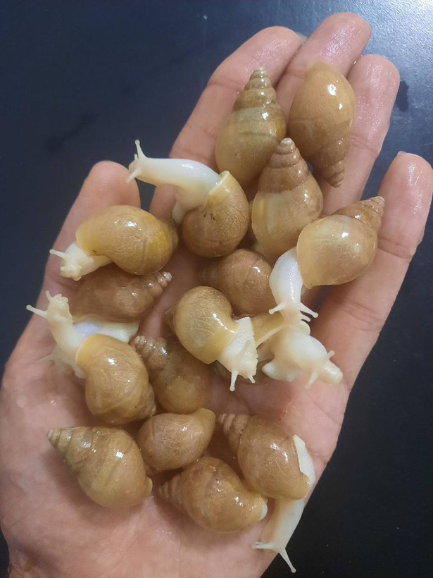 حلزون آلبینو (آچاتینا)