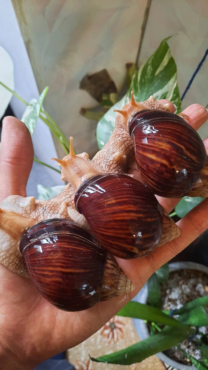 حلزون مارژیناتا