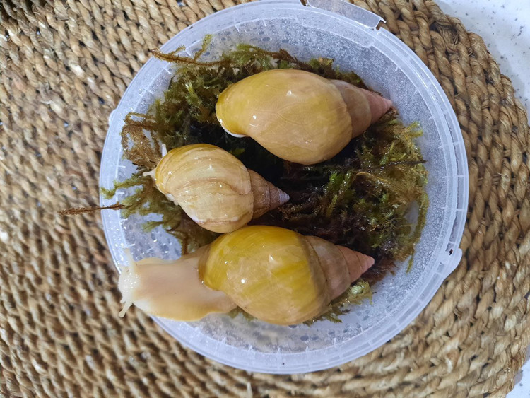 حلزون آلبینو (آچاتینا)