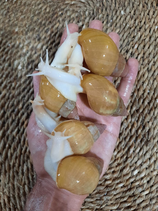 حلزون آلبینو (آچاتینا)