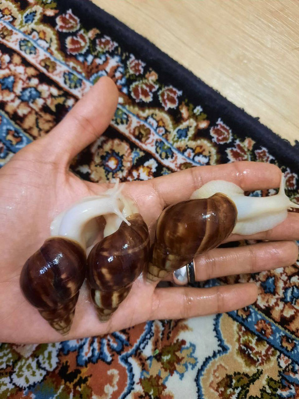 حلزون جید آچاتینا
