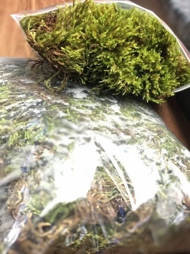 خزه طبیعی (بستر اصلی حلزونهای خانگی و پرورشی)